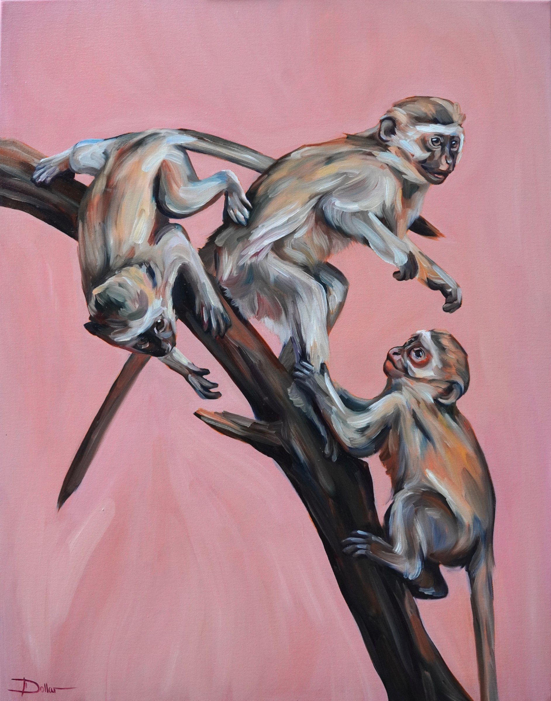 Vervet Monkeys
