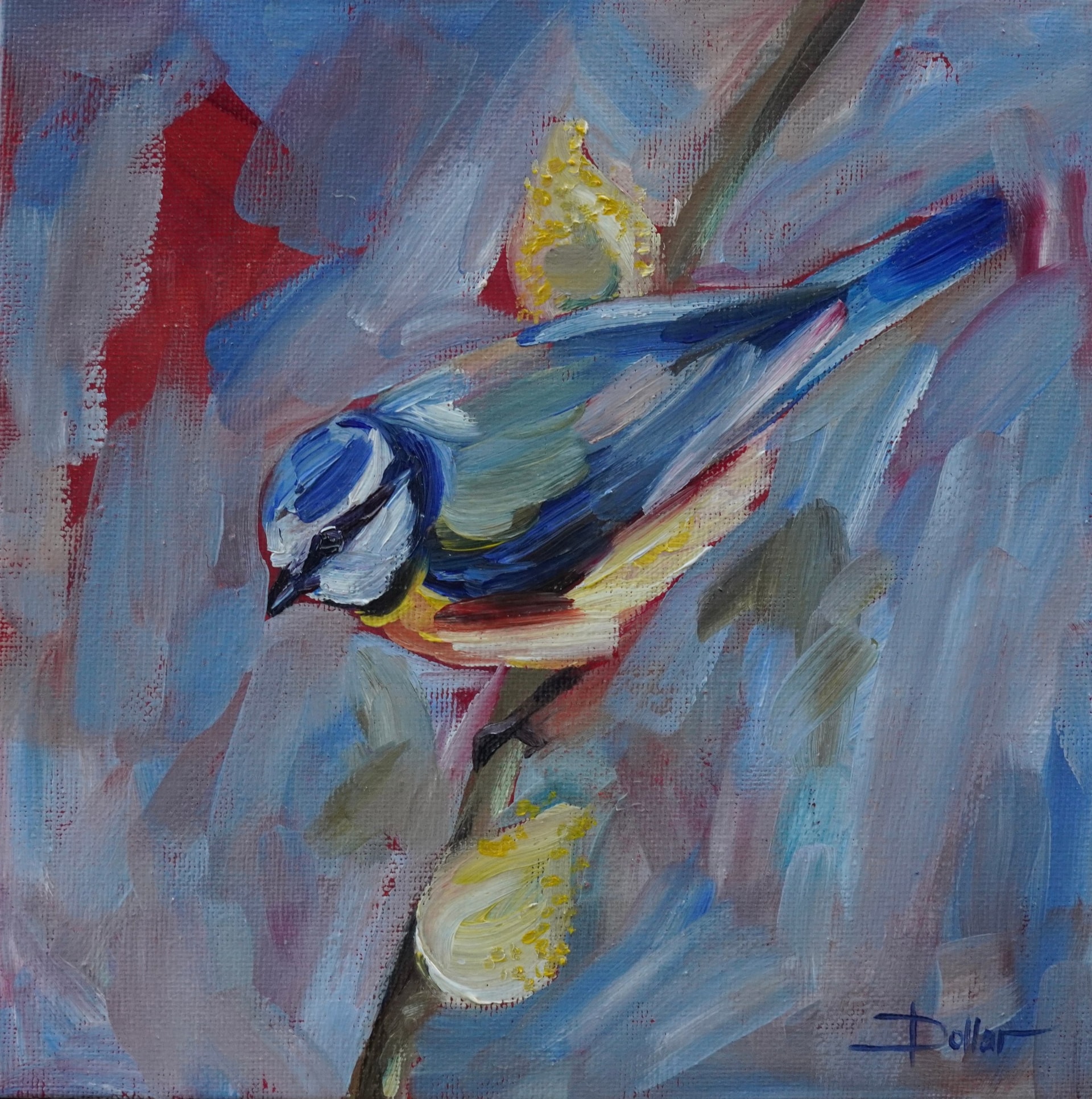 Eurasian Blue Tit